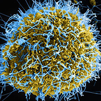 Ebola image